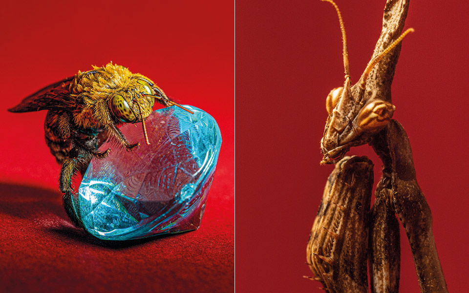 ο-φωτογράφος-που-κάνει-τα-έντομα-να-ποζ-561890002