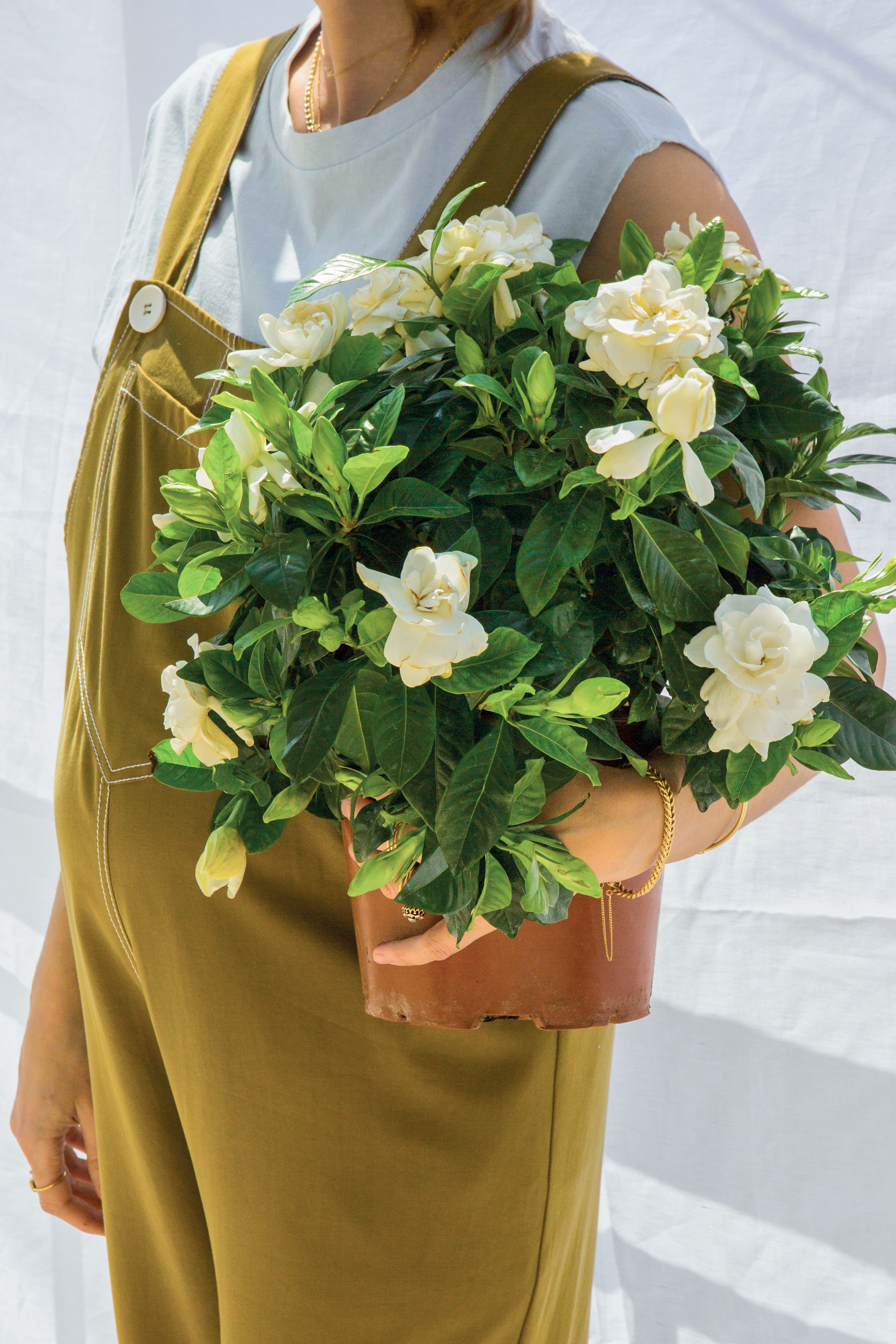 Τα φυτά που κάνουν τη διαφορά στον κήπο σας με το άρωμα και την ομορφιά τους-3