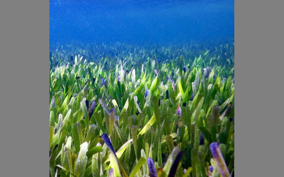 το-μεγαλύτερο-φυτό-κλώνος-στον-κόσμο-561890176