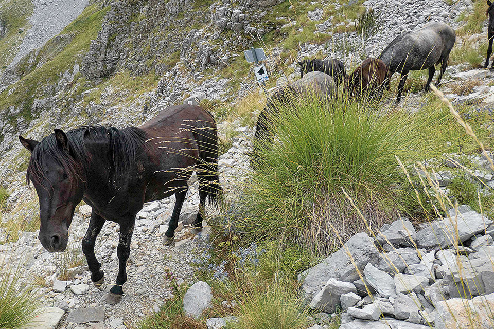 Ζαγόρι: Το καλοκαίρι στο βουνό έχει άλλη χάρη-6