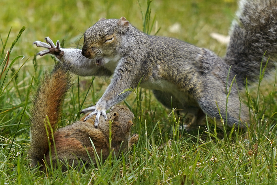 μικρός-μπελάς-561888820