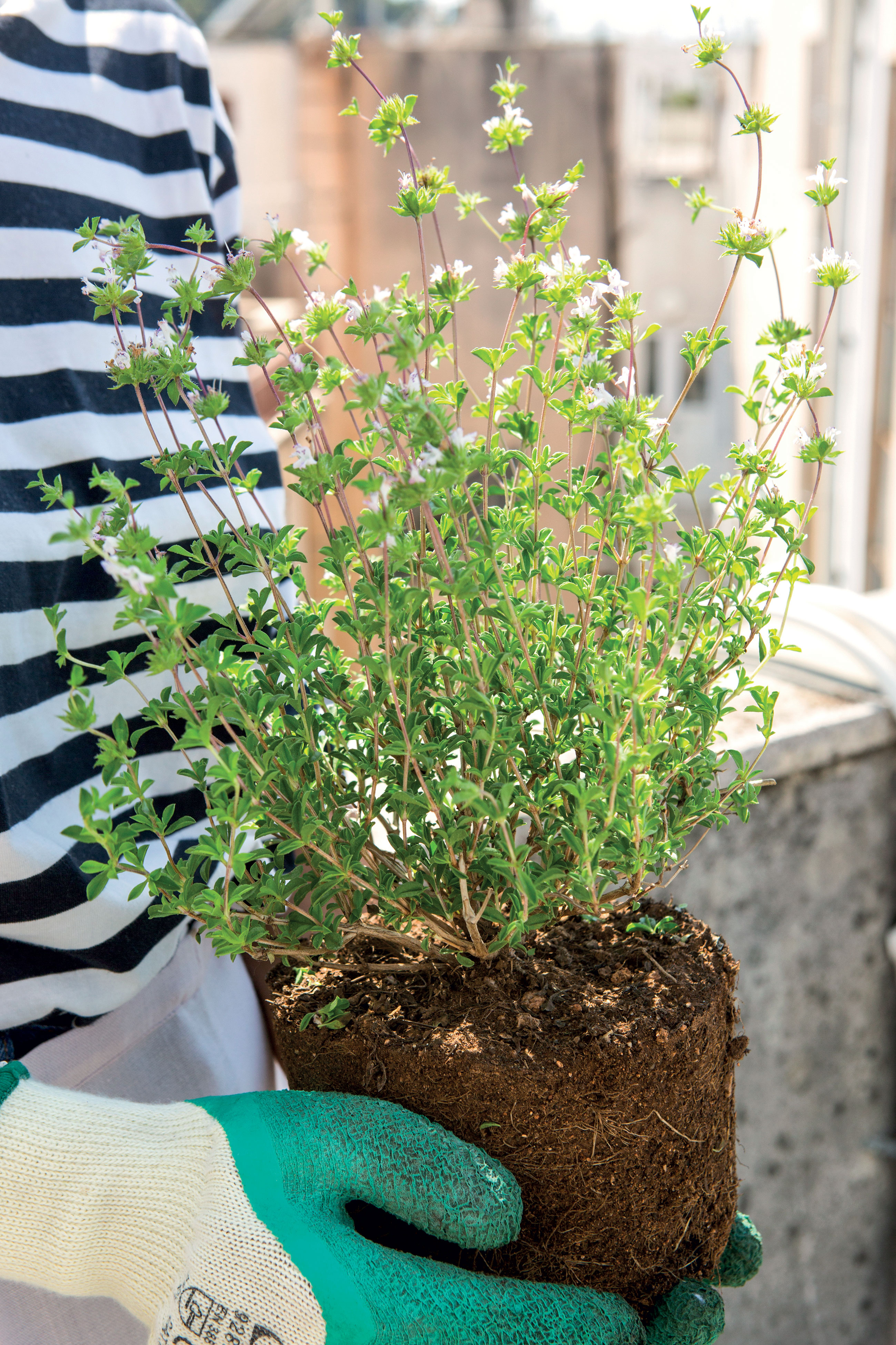 Τα φυτά που κάνουν τη διαφορά στον κήπο σας με το άρωμα και την ομορφιά τους-1