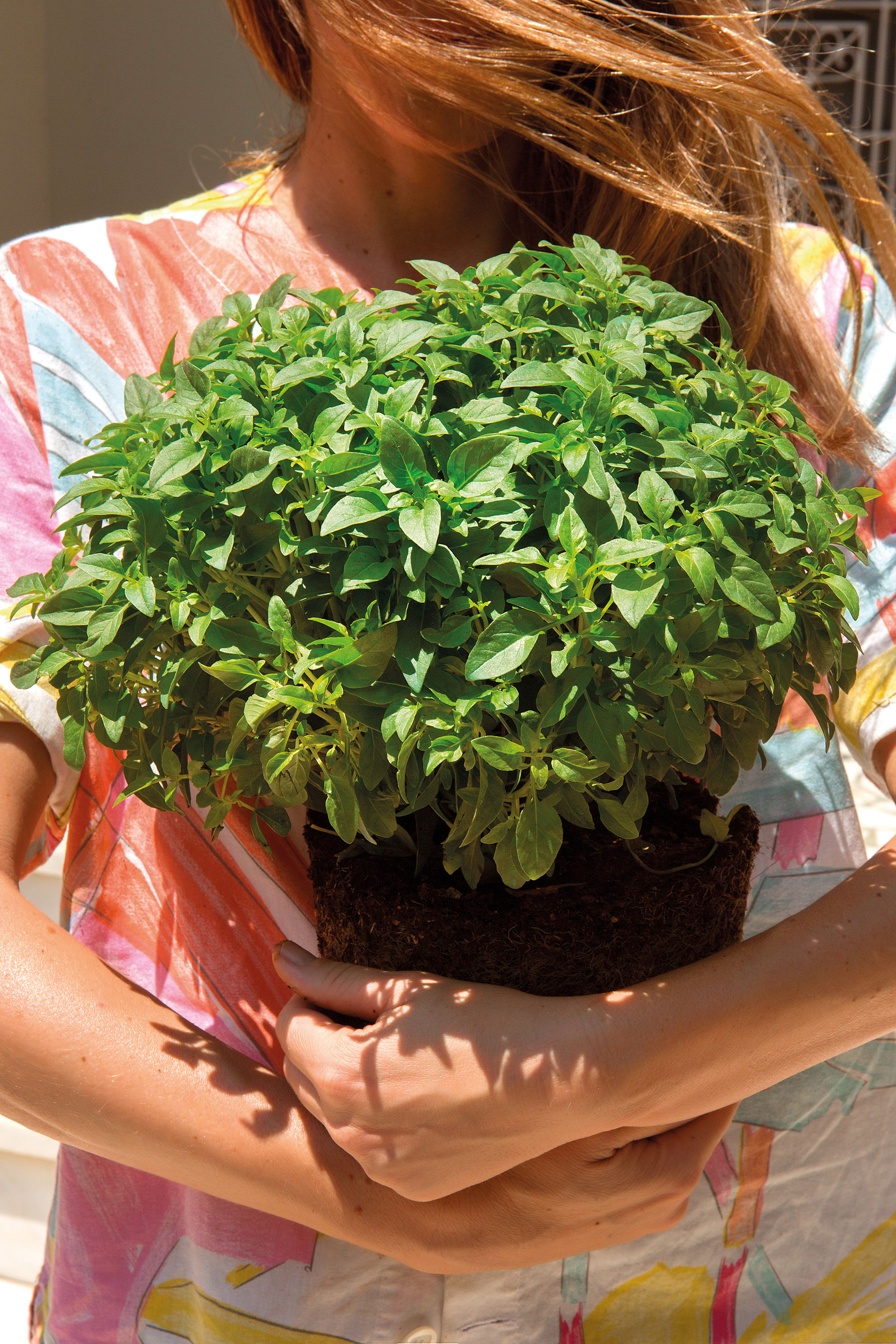 Τα φυτά που κάνουν τη διαφορά στον κήπο σας με το άρωμα και την ομορφιά τους-2