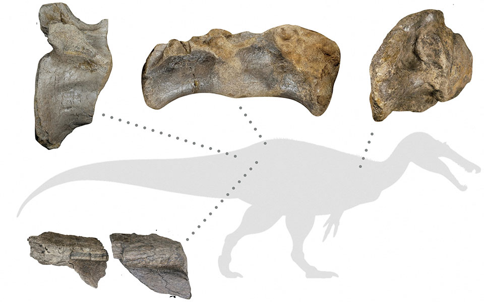 Βρέθηκε ο μεγαλύτερος δεινόσαυρος στην Ευρώπη-1