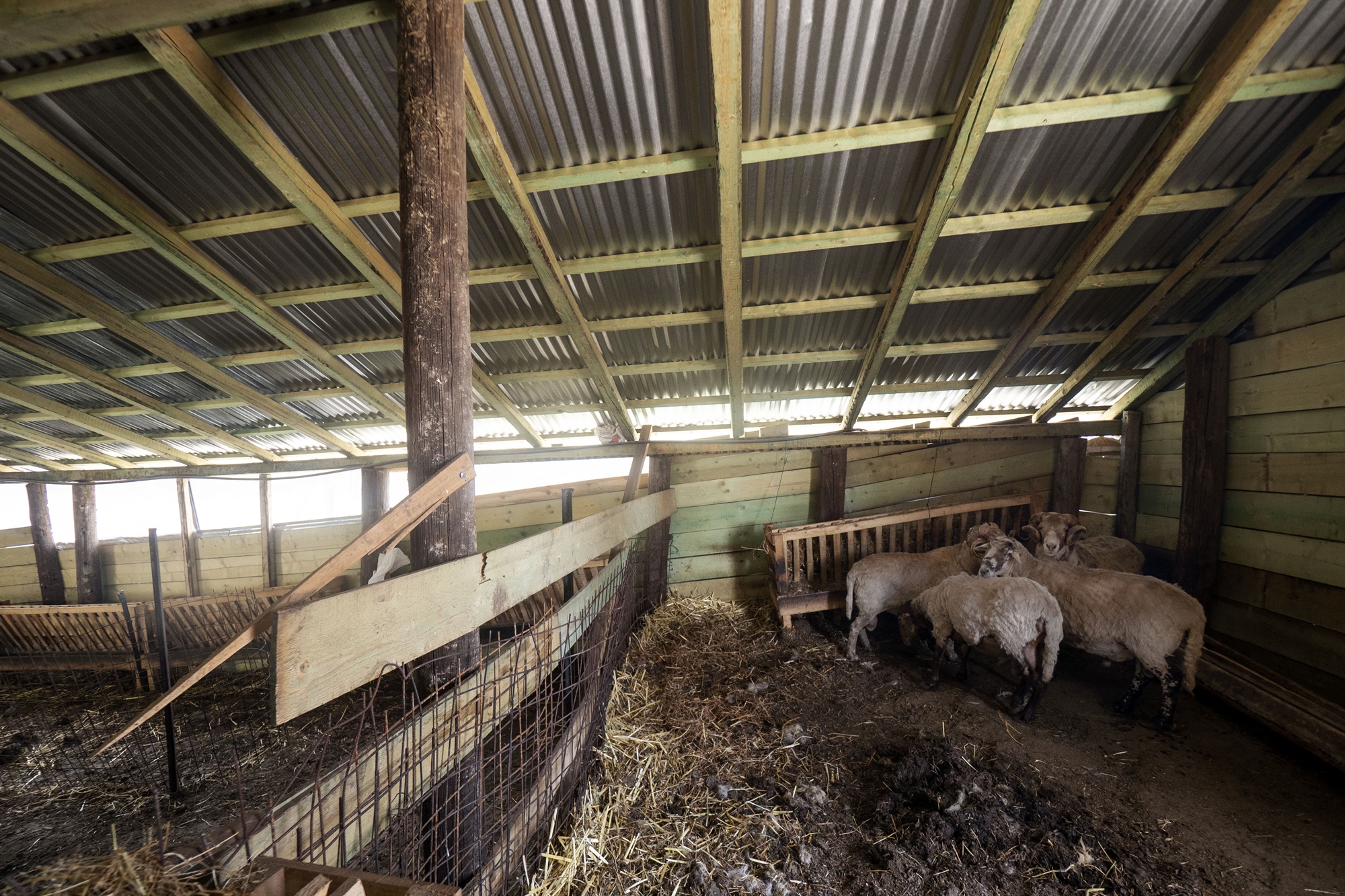 Εύβοια: «Μείναμε για να ξαναφτιάξουμε όσα χάσαμε» – Αγώνας επιβίωσης ανάμεσα στα καμένα-4