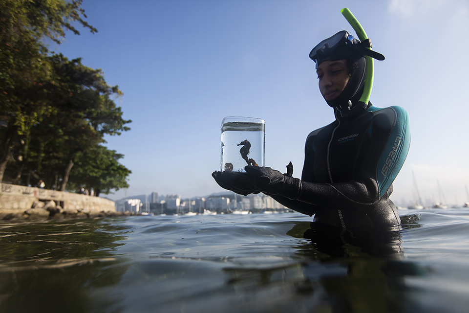 Ιππόκαμποι στην Βραζιλία