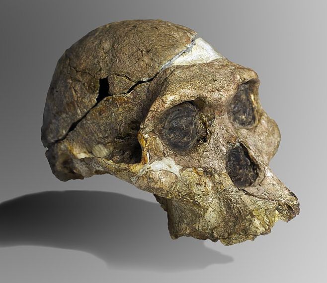 πιο-μακρινοί-οι-πρόγονοί-μας-561933721