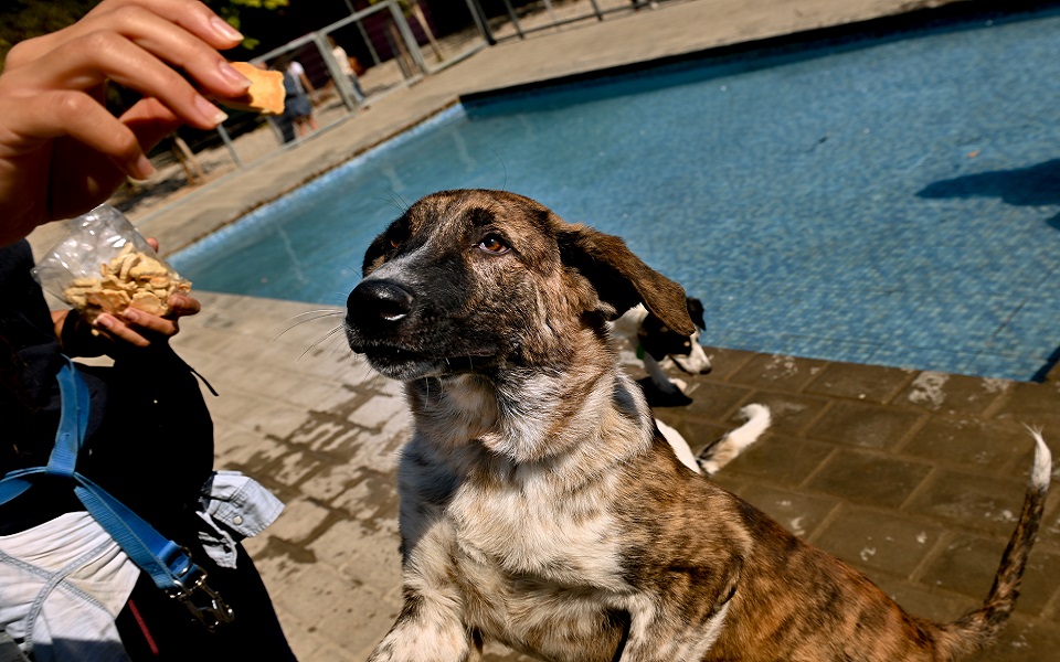 συγκροτείται-ειδική-γραμματεία-για-τ-561902686