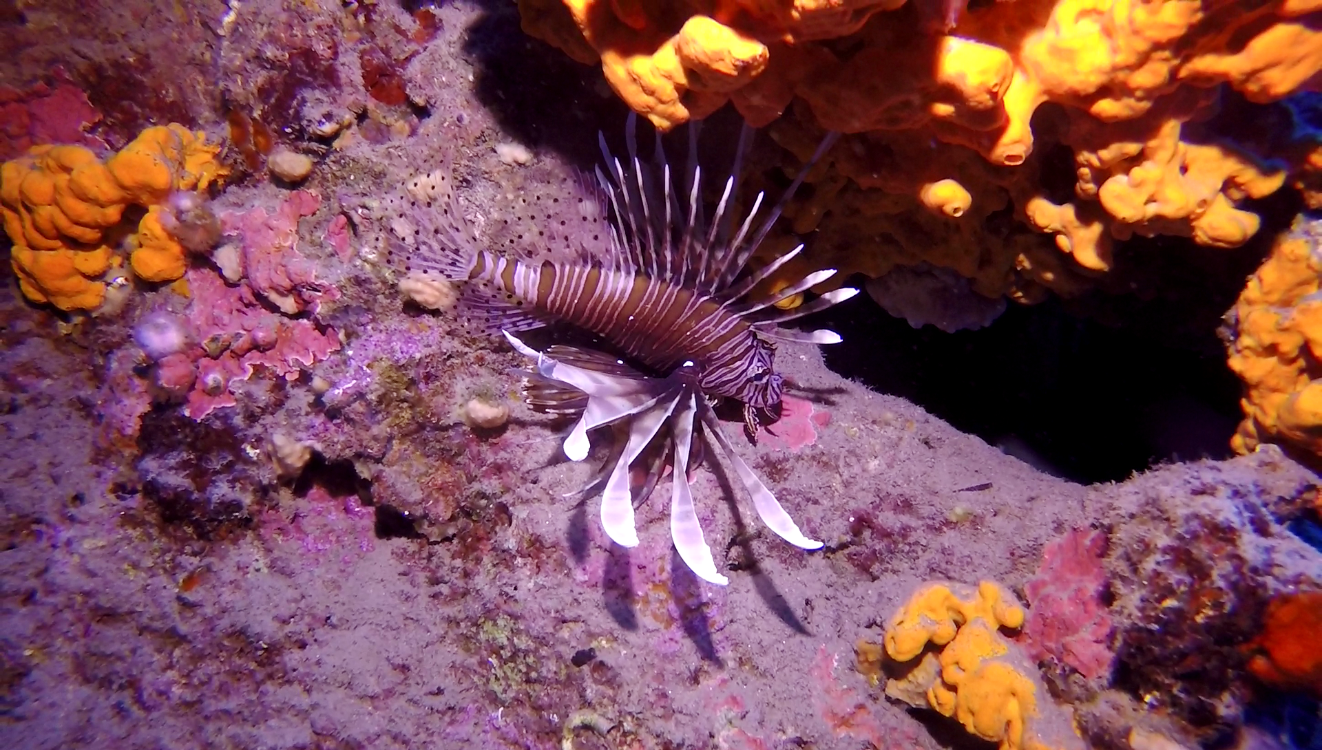 το-σαγηνευτικό-πλην-αδηφάγο-λεοντόψα-561904252