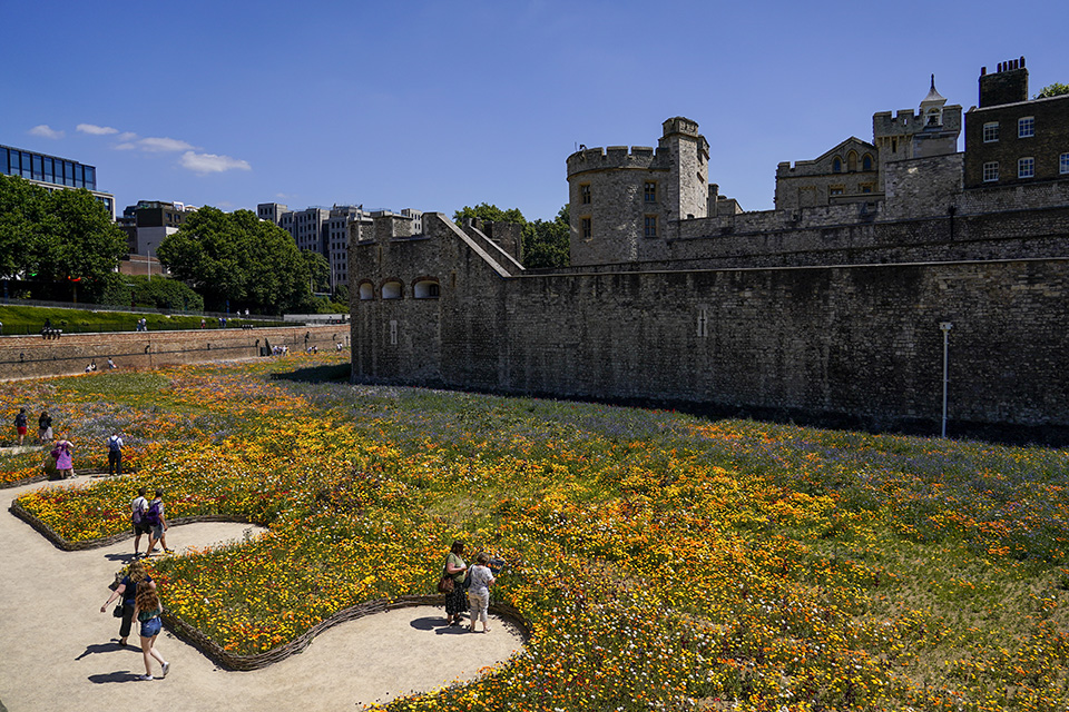 Επιτέλους άνθισαν