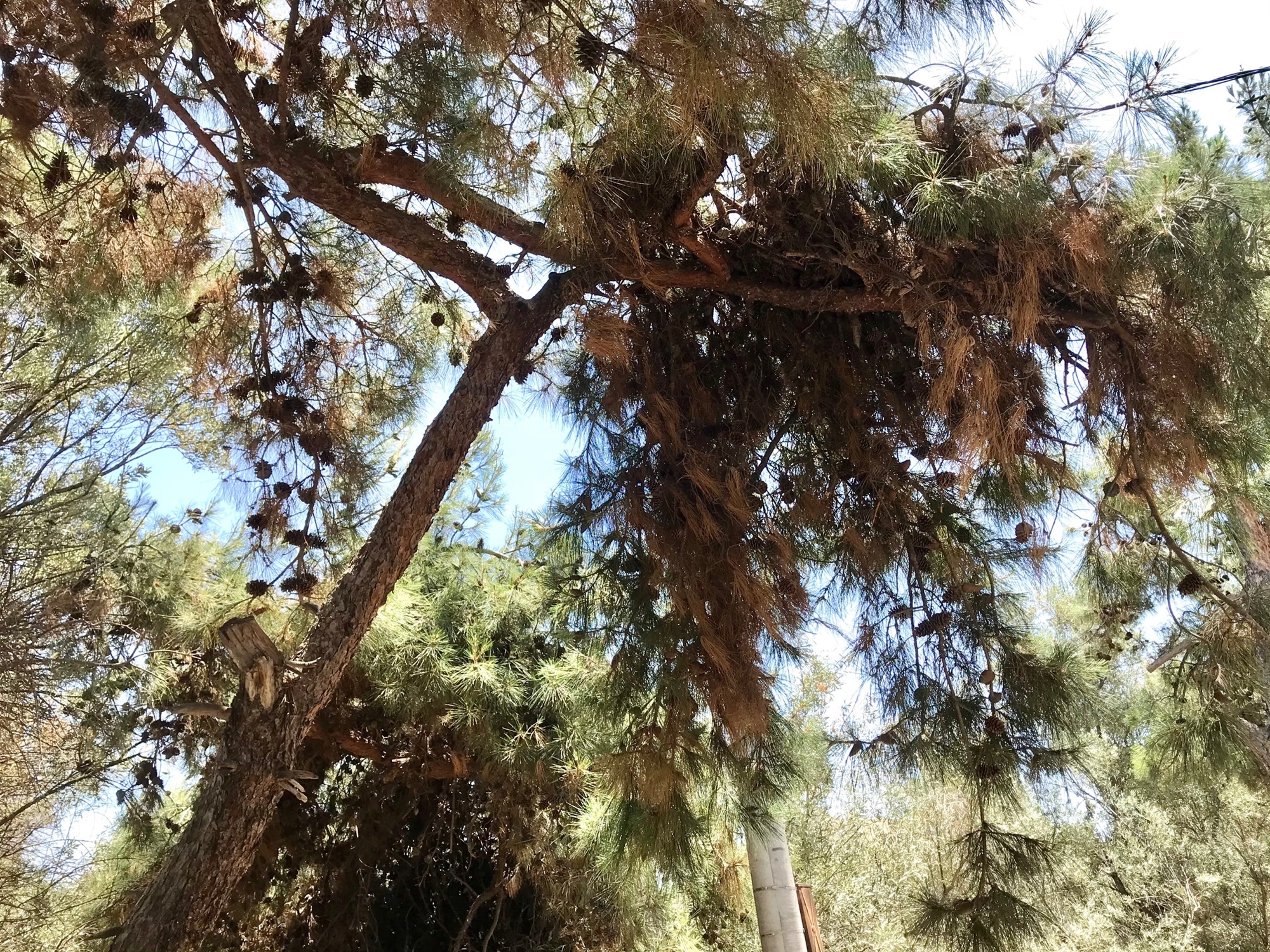 Φωτιές: Όταν κόβονται τα χλωρά κλαδιά και τα ξερά αφήνονται να αιωρούνται-1