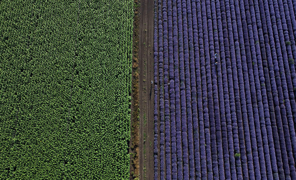 Χωράφια με λεβάντες