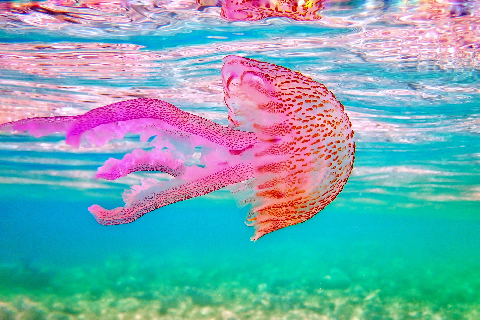 μωβ-μέδουσες-πού-θα-κάνουν-την-εμφάνισ-561893104