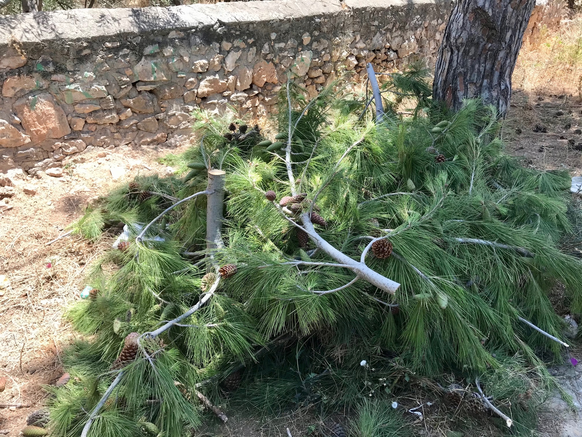 φωτιές-όταν-κόβονται-τα-χλωρά-κλαδιά-κ-561897313