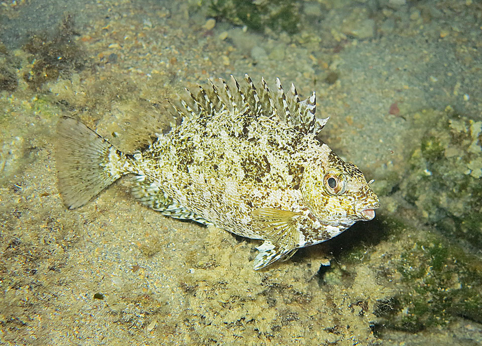 Τουρίστες πρόθυμοι για ξεψάρισμα-4