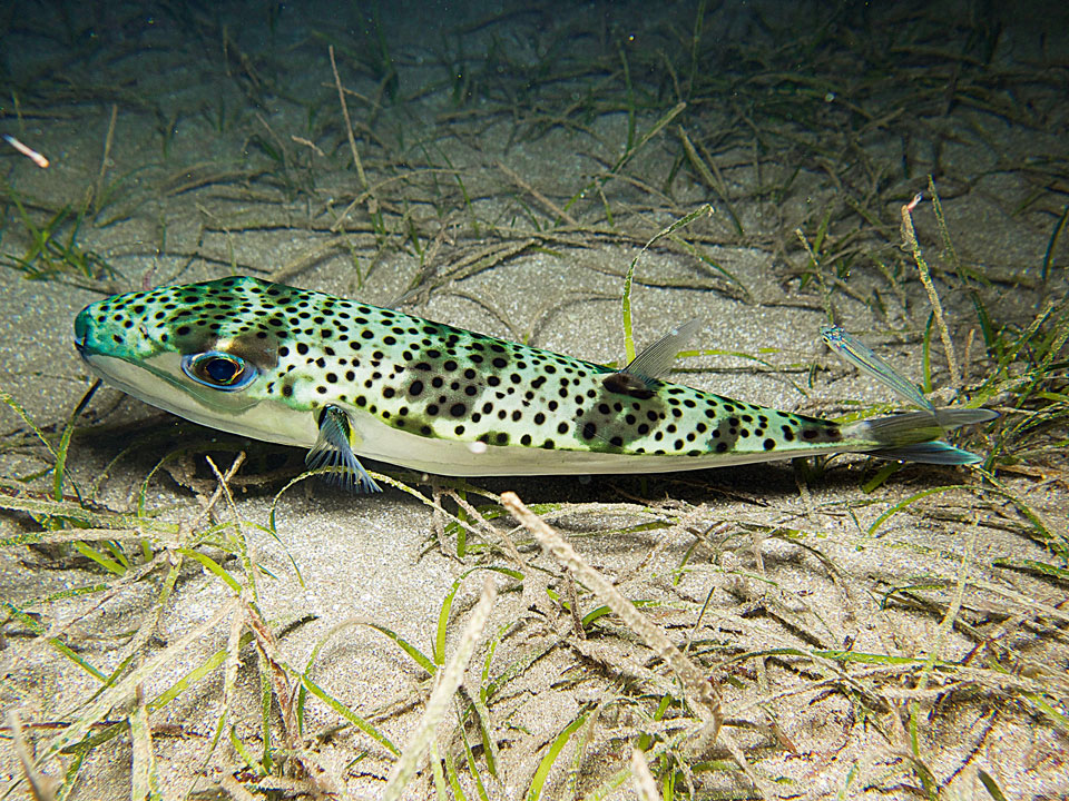 Τουρίστες πρόθυμοι για ξεψάρισμα-5