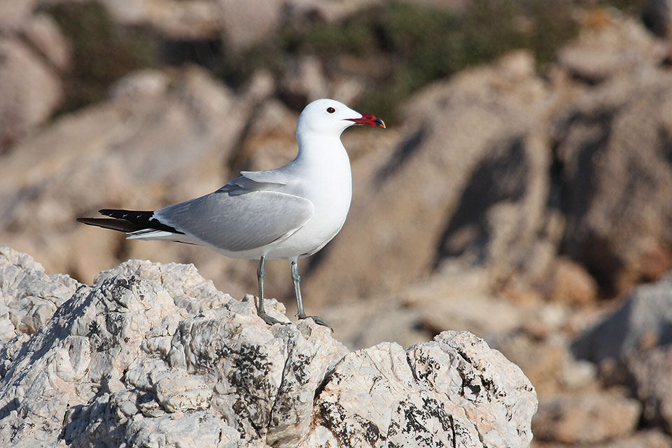 Τα εν κινδύνω θαλασσοπούλια του Αιγαίου-2