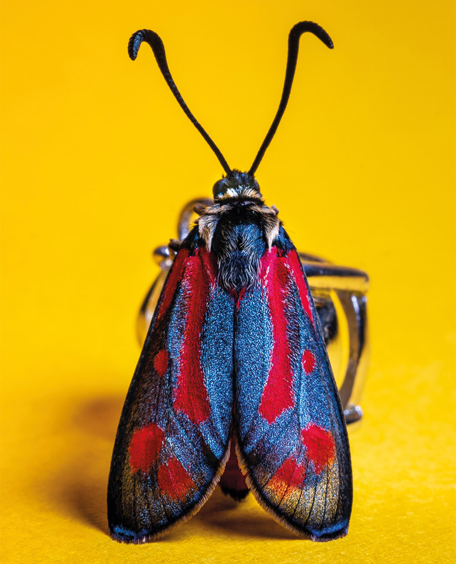 Ο φωτογράφος που κάνει τα έντομα να ποζάρουν στον φακό-4