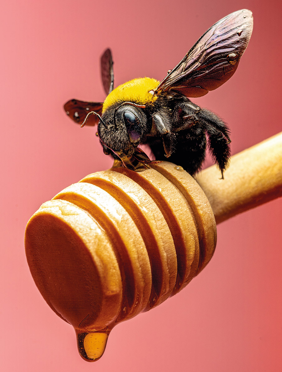 Ο φωτογράφος που κάνει τα έντομα να ποζάρουν στον φακό-2