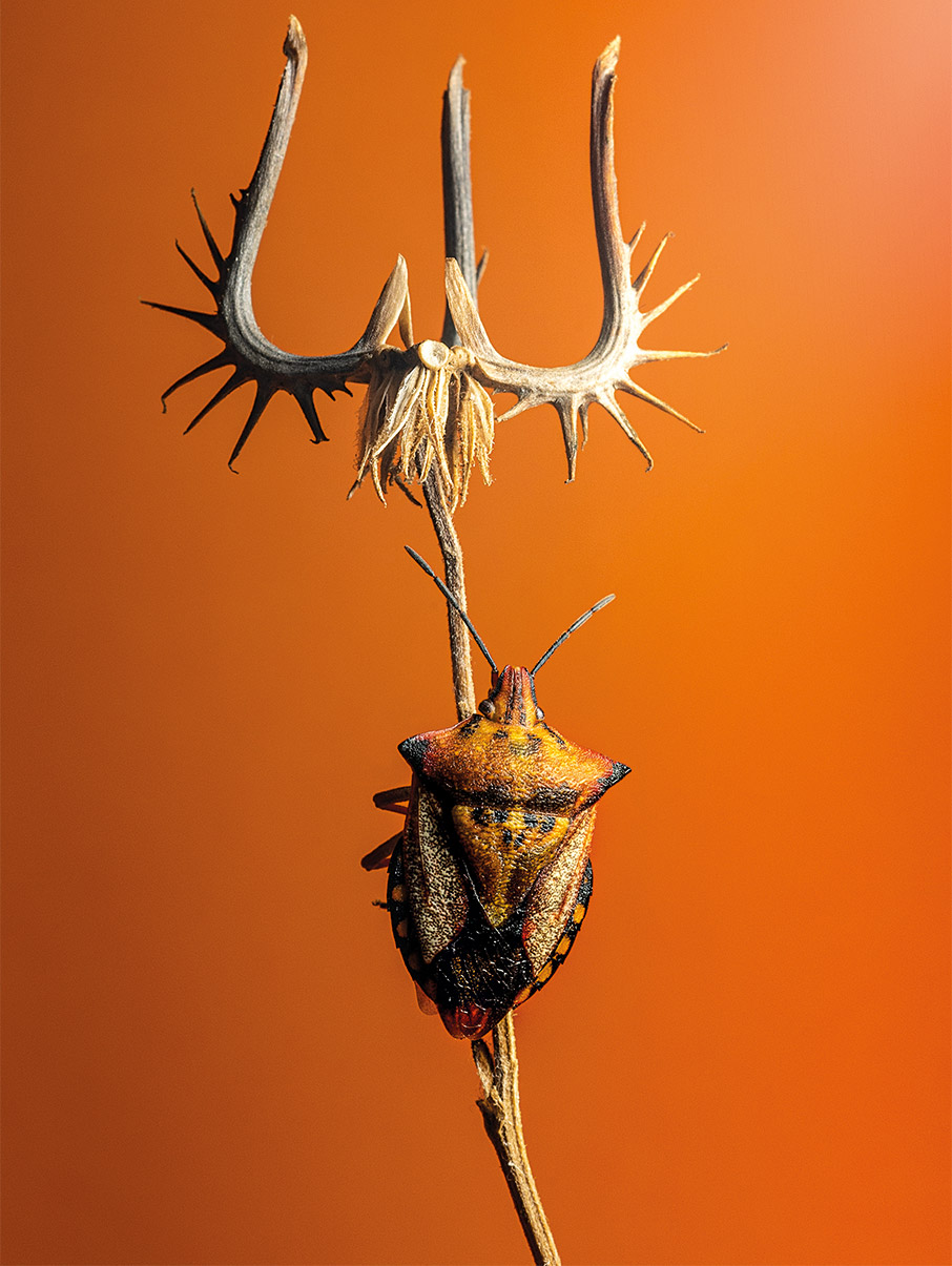 Ο φωτογράφος που κάνει τα έντομα να ποζάρουν στον φακό-3