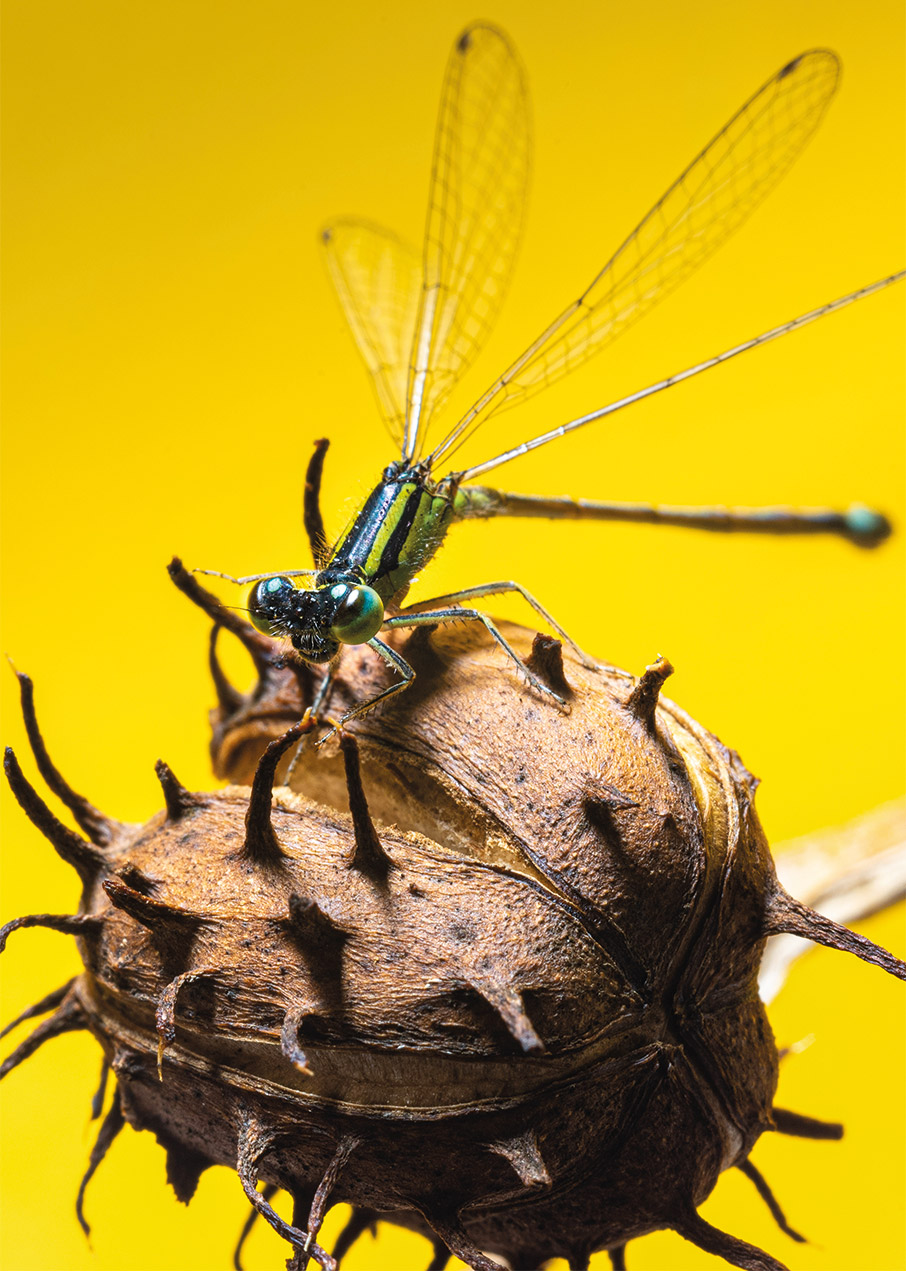 Ο φωτογράφος που κάνει τα έντομα να ποζάρουν στον φακό-1