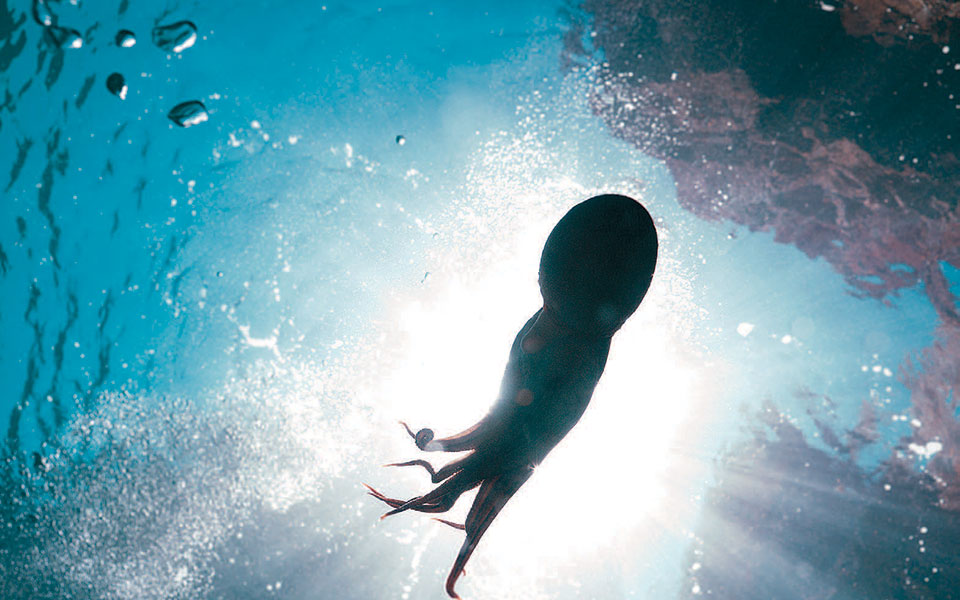 οικογένεια-πήρε-για-κατοικίδιο-ένα-χτ-561905380