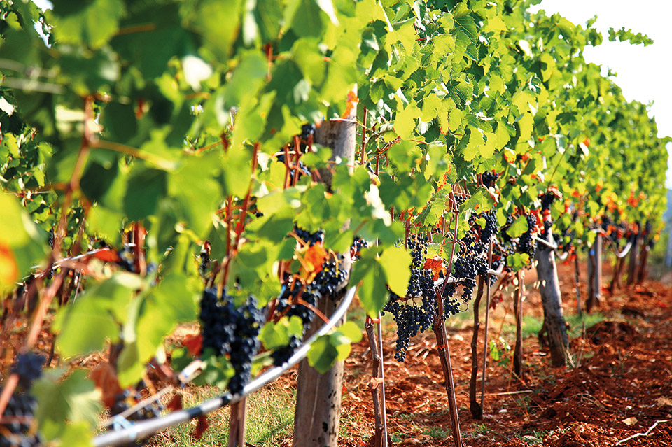 Ορεινή Χαλκιδική: Καλοκαίρι στη δροσιά-6