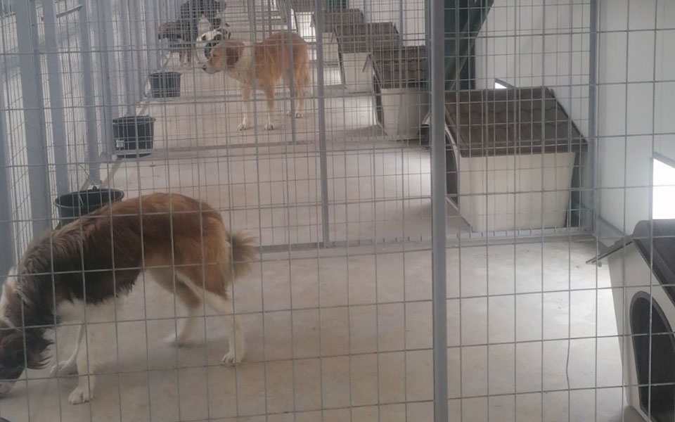 σύγχρονο-καταφύγιο-για-αδέσποτα-στην-561913753