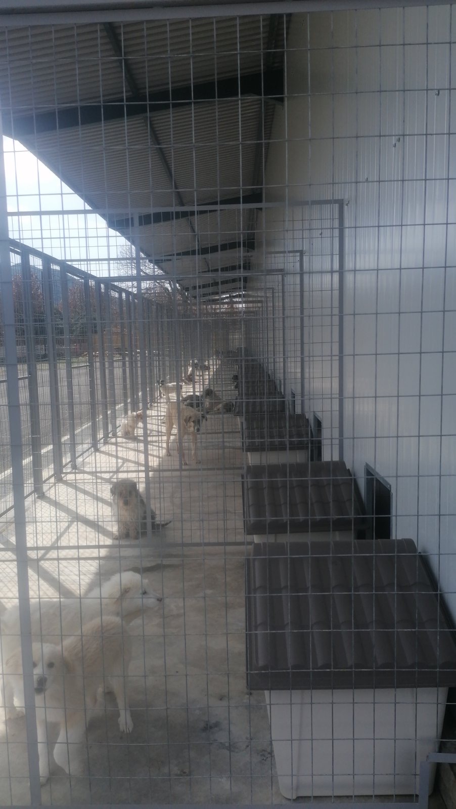 Σύγχρονο καταφύγιο για αδέσποτα στην Τρίπολη-1