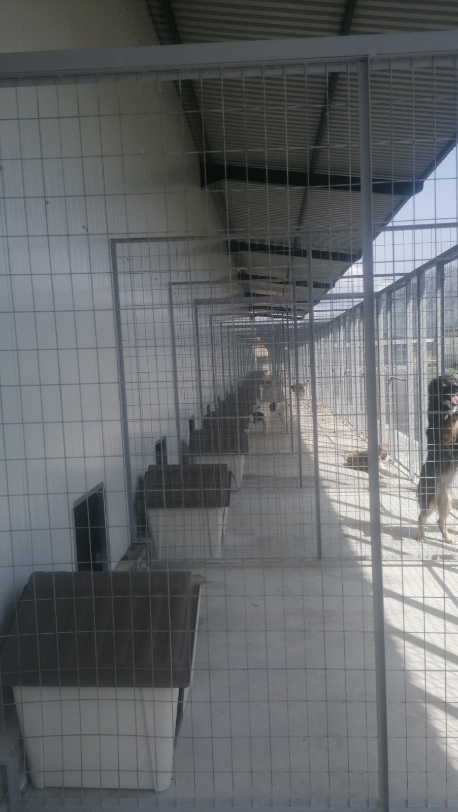 Σύγχρονο καταφύγιο για αδέσποτα στην Τρίπολη-2