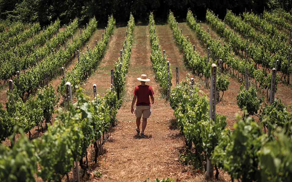 Παλιοκαλιάς: Δοκιμάζουμε πρώτοι το πιο περιζήτητο κρασί της Νάουσας-5
