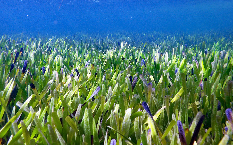 αυστραλία-το-μεγαλύτερο-φυτό-κλώνο-561888004