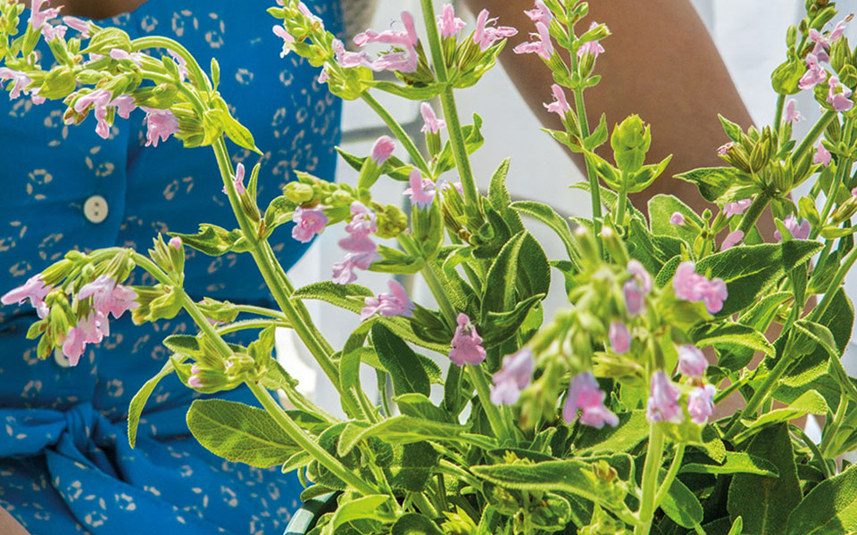 τα-φυτά-που-κάνουν-τη-διαφορά-στον-κήπο-561928390