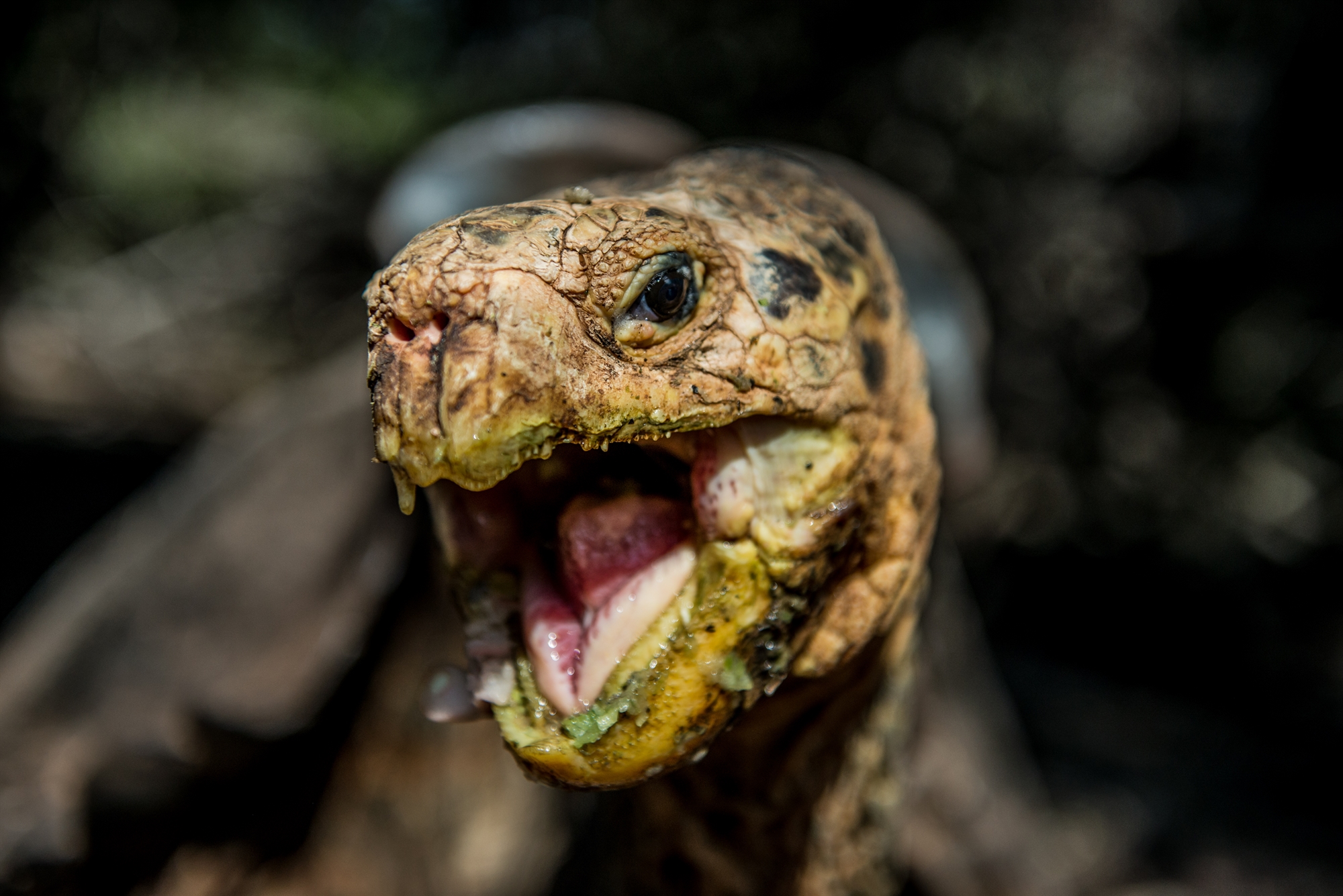 γιατί-οι-χελώνες-ξεγελούν-τον-χρόνο-561929989