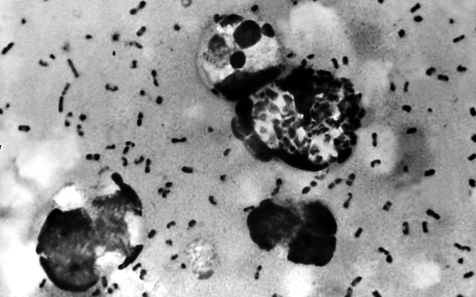 έρευνα-λύθηκε-μυστήριο-675-ετών-η-μαύρη-561912067