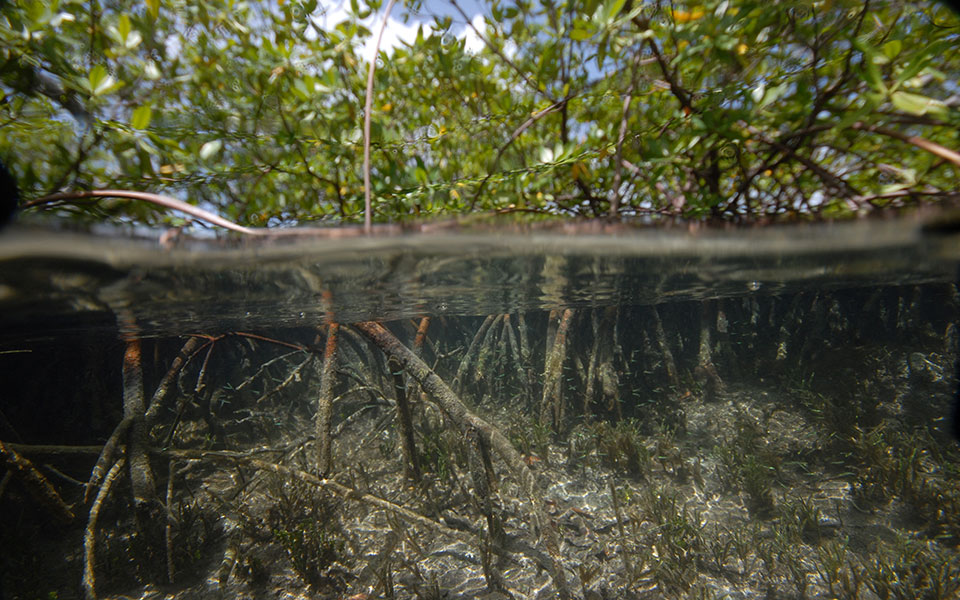 το-μεγαλύτερο-βακτήριο-στον-κόσμο-είν-561924268