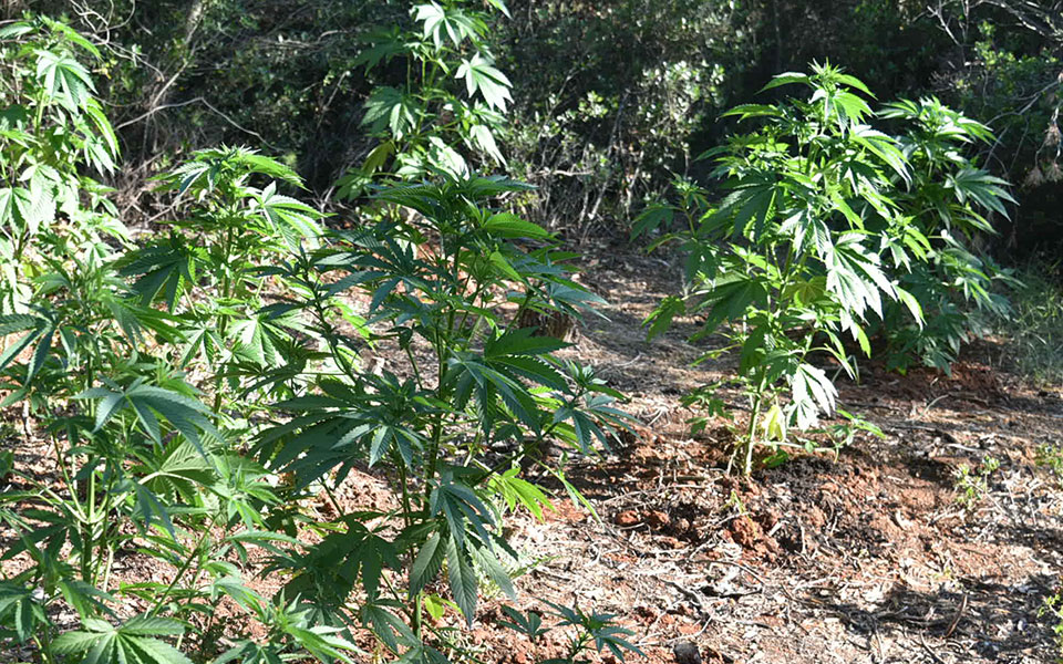 χανιά-εντοπίστηκαν-2-370-δενδρύλλια-κάνν-561910666