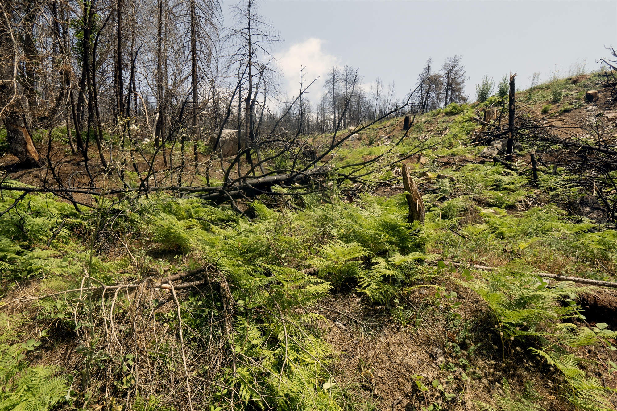 Εύβοια: «Μείναμε για να ξαναφτιάξουμε όσα χάσαμε» – Αγώνας επιβίωσης ανάμεσα στα καμένα-1