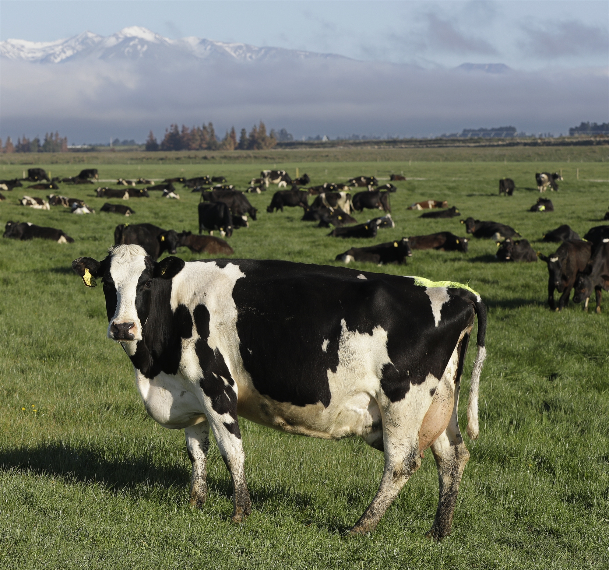 νέα-ζηλανδία-φόρος-αερίων-για-πρόβατα-561903406