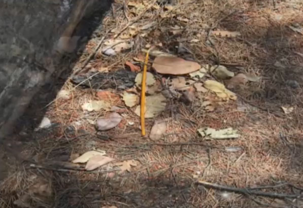 Μαλακάσα: Στον εισαγγελέα ο Βρετανός που αποπειράθηκε να βάλει φωτιά με κεριά-1