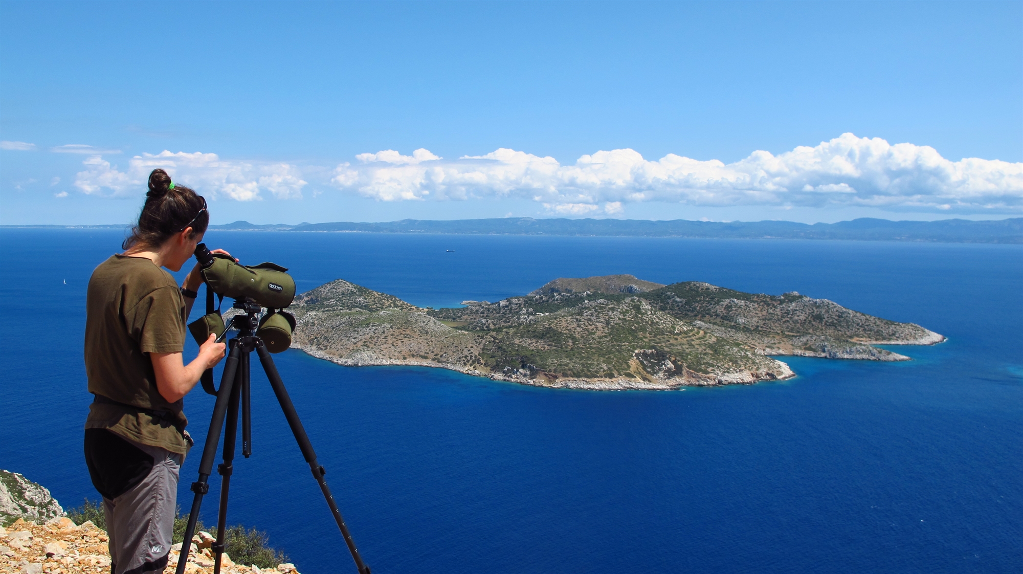 τα-εν-κινδύνω-θαλασσοπούλια-του-αιγαί-561915826