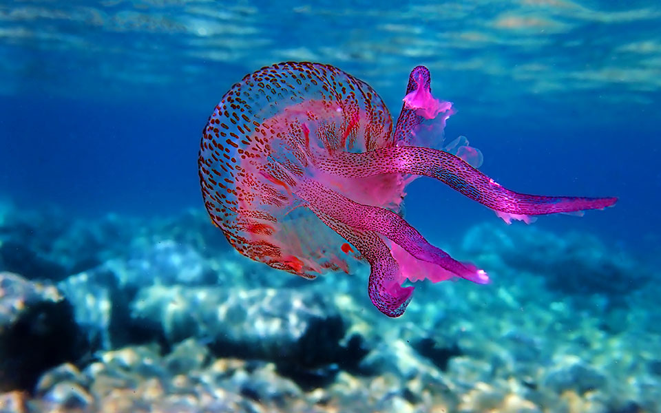 μoβ-μέδουσες-πώς-η-εξόντωση-των-θαλάσσι-561905905