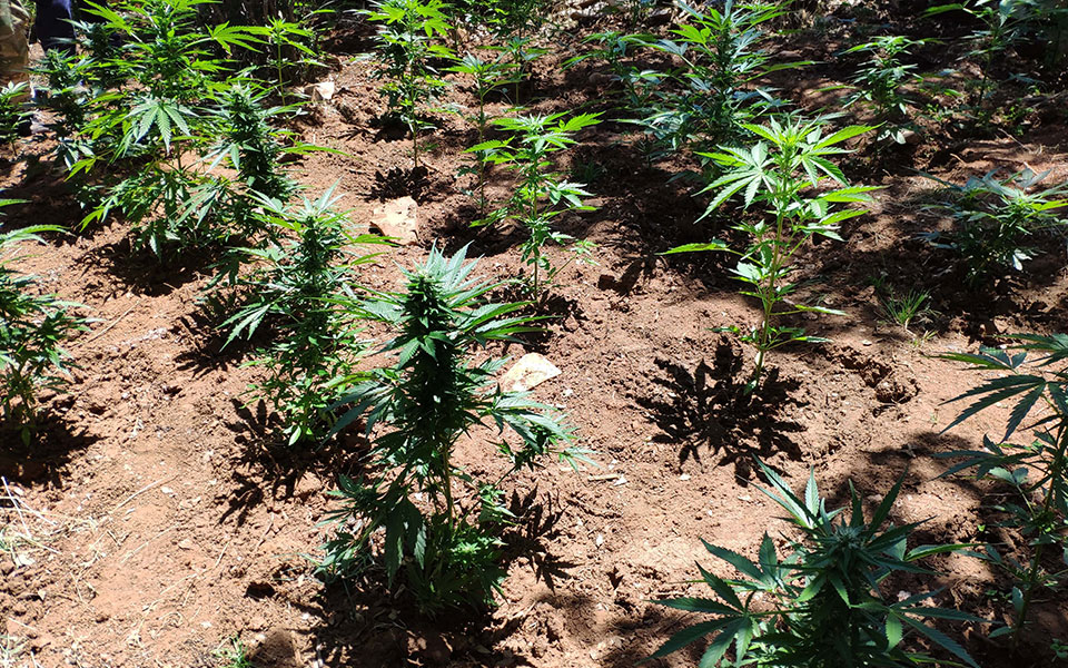 ηράκλειο-εντοπίστηκαν-φυτείες-με-59-δεν-561913612