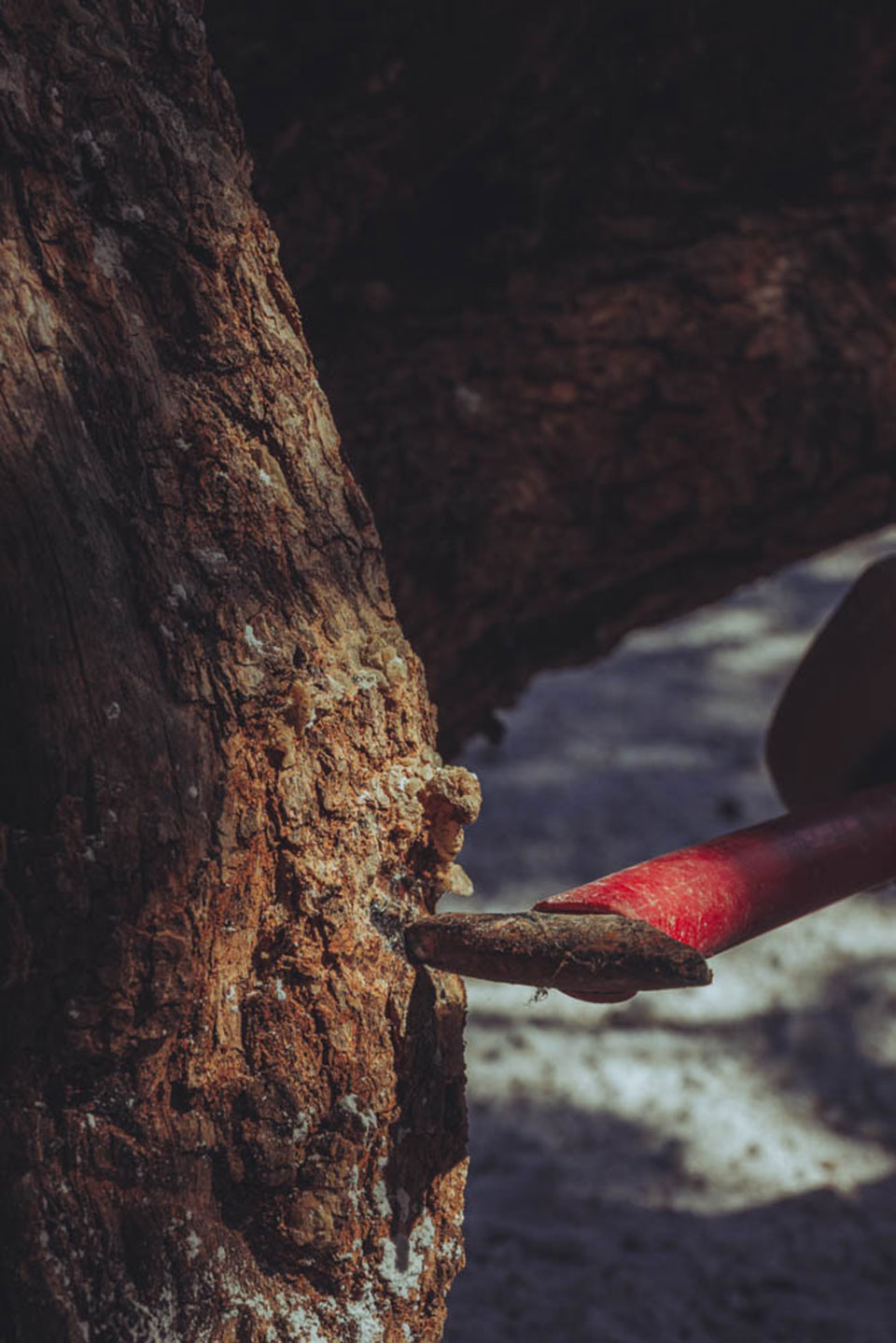 Μαστιχοπαραγωγός για μια μέρα-2