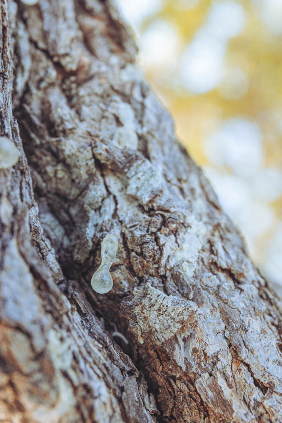 Μαστιχοπαραγωγός για μια μέρα-3