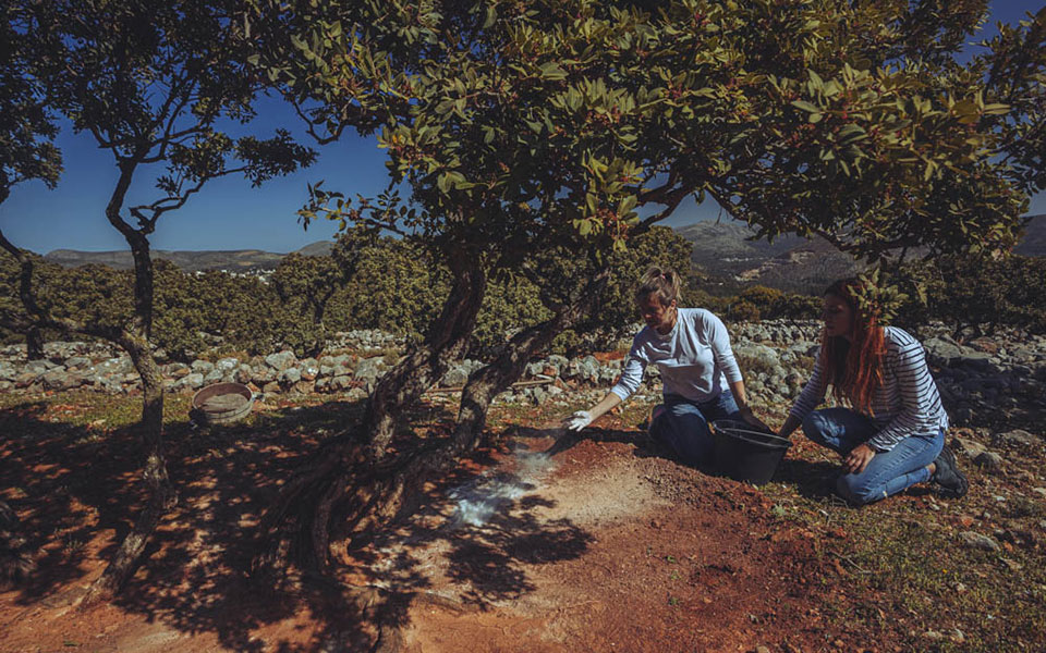 μαστιχοπαραγωγός-για-μια-μέρα-561914380