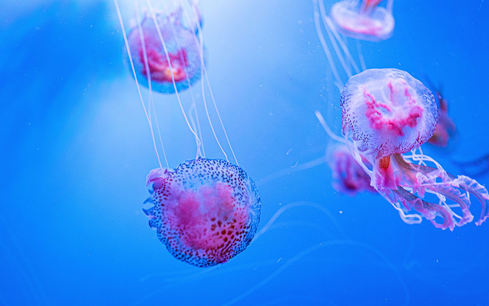 μοβ-μέδουσες-τι-κάνουμε-σε-περίπτωση-τ-561905056