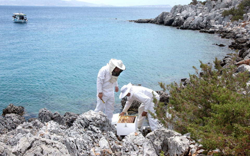 το-μέλι-των-βράχων-ένα-μοναδικό-προϊόν-561918355