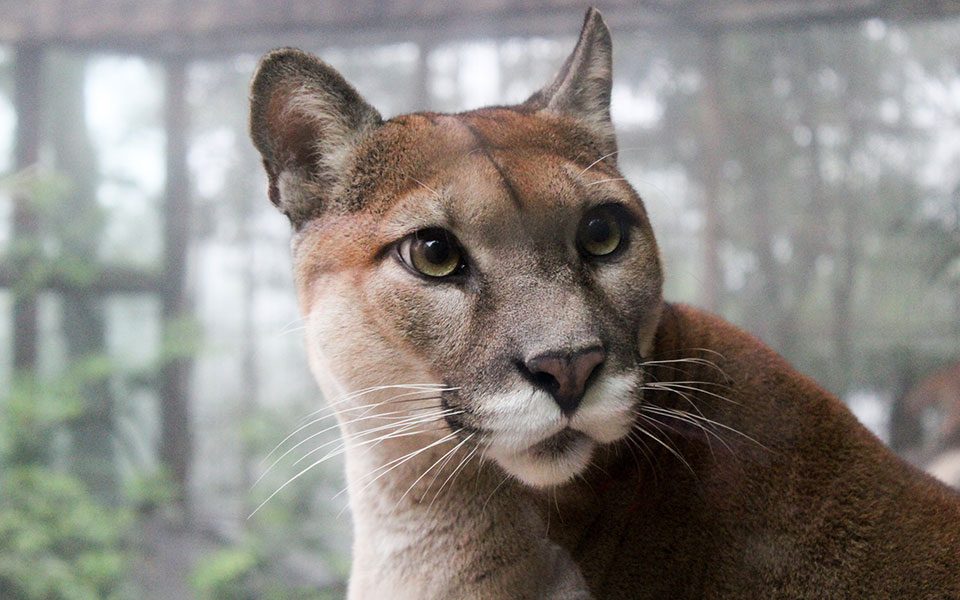 ηπα-εισβολή-πούμα-σε-σχολείο-της-καλ-561888856