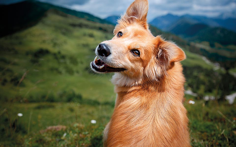 πώς-μπορείτε-να-κάνετε-ευτυχισμένο-το-561902695